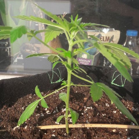 White Widow Auto RQS growlog photo: Really enjoyed the feed and sun today it seems