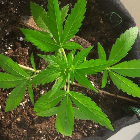 White Widow Auto RQS growlog photo: Really enjoyed the feed and sun today it seems