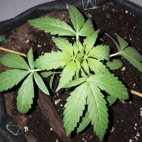White Widow Auto RQS growlog photo: Morning pix