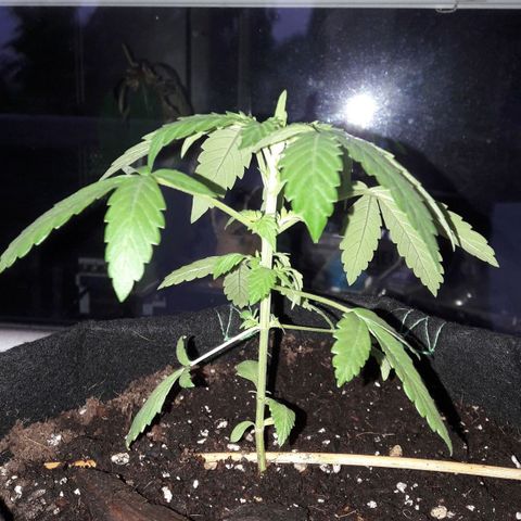 White Widow Auto RQS growlog photo: Morning pix