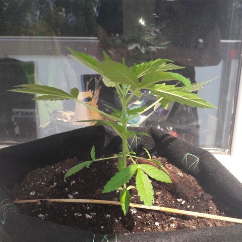 White Widow Auto RQS growlog photo: 4pm pix. Just fed.
Thriving in the sun 😎