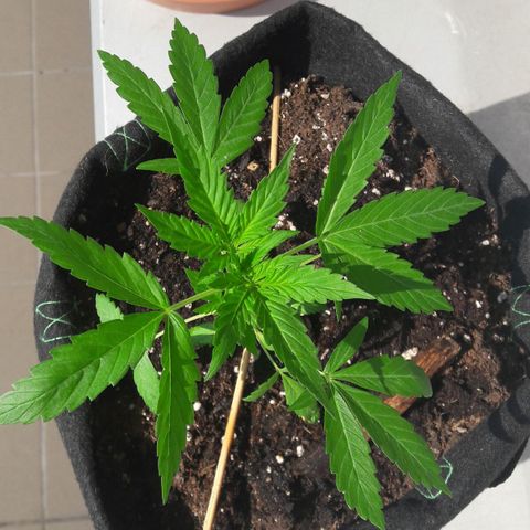 White Widow Auto RQS growlog photo: 4pm pix. Just fed.
Thriving in the sun 😎