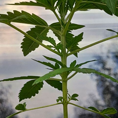 White Widow Auto RQS growlog photo: Nodes