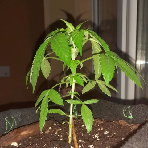 White Widow Auto RQS growlog photo: Morning pic no feed cos it might rain