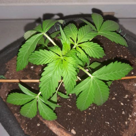 White Widow Auto RQS growlog photo: Morning pic no feed cos it might rain