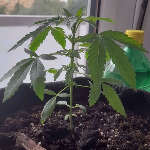 White Widow Auto RQS growlog photo: Waking up 