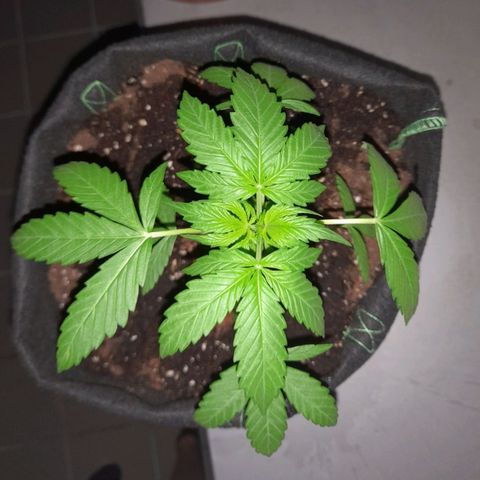 White Widow Auto RQS growlog photo: 4am