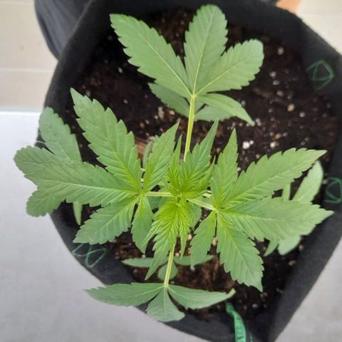 White Widow Auto RQS growlog photo: 6am