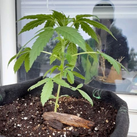 White Widow Auto RQS growlog photo: 6am