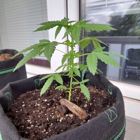 White Widow Auto RQS growlog photo: 10am