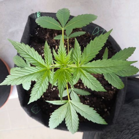 White Widow Auto RQS growlog photo: 10am