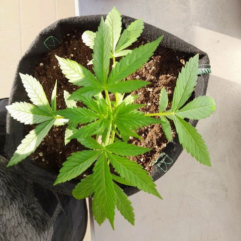 White Widow Auto RQS growlog photo: 7pm