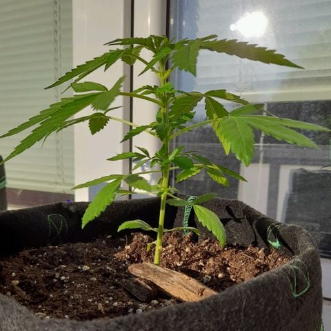 White Widow Auto RQS growlog photo: 7pm