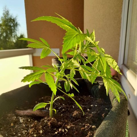 White Widow Auto RQS growlog photo: Lst