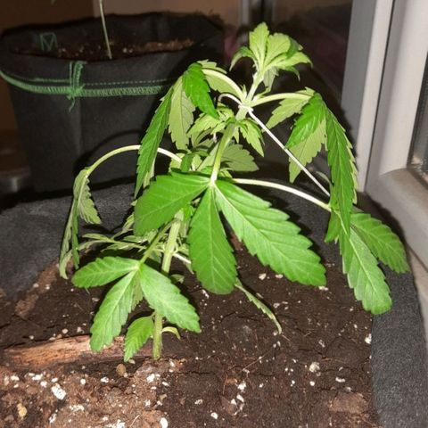 White Widow Auto RQS growlog timeline photo