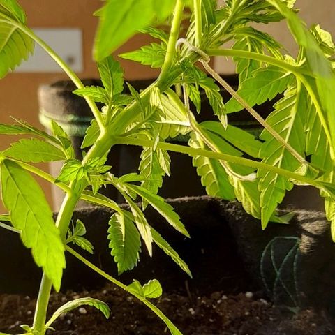 White Widow Auto RQS growlog photo: Close-up LST 