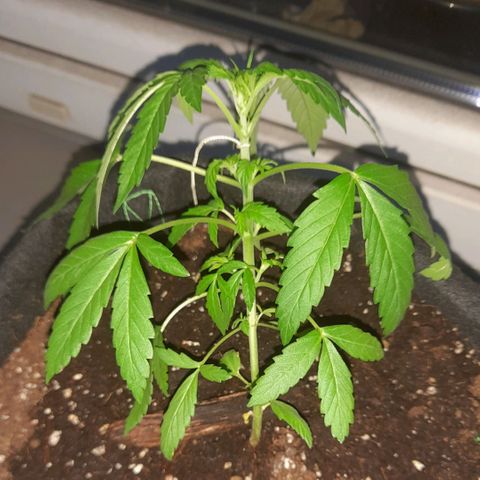 White Widow Auto RQS growlog photo: 4.30am no feed