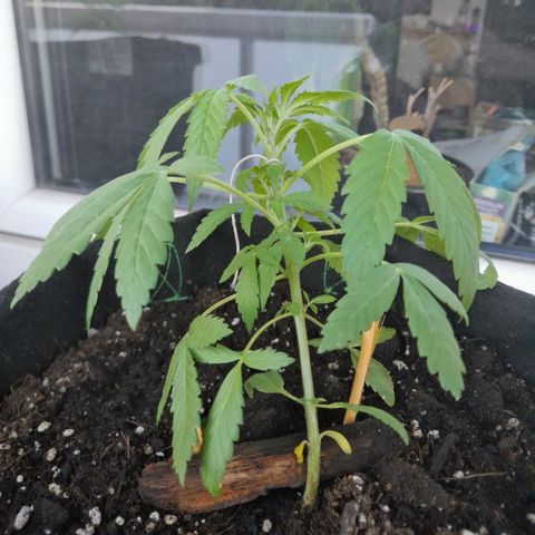 White Widow Auto RQS growlog photo: 5.30am
