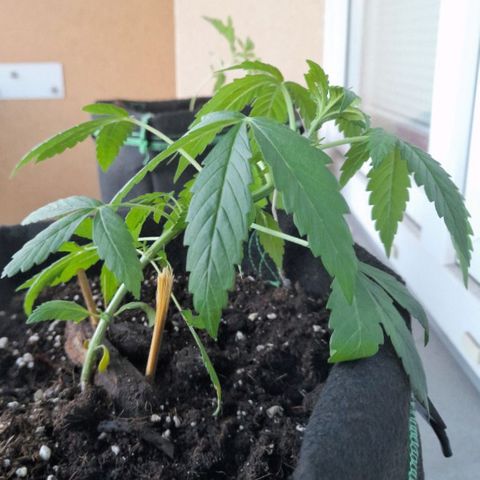 White Widow Auto RQS growlog photo: 5.30am