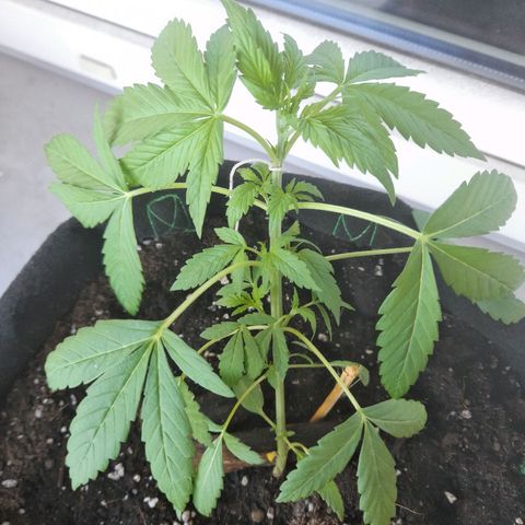 White Widow Auto RQS growlog photo: 6am