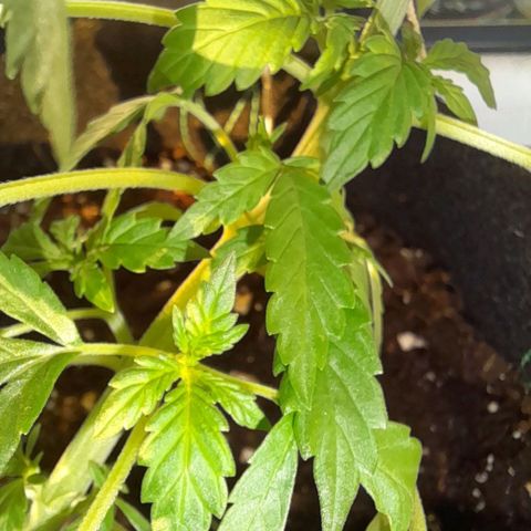White Widow Auto RQS growlog photo: 8pm