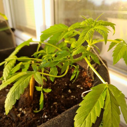 White Widow Auto RQS growlog photo: 8pm