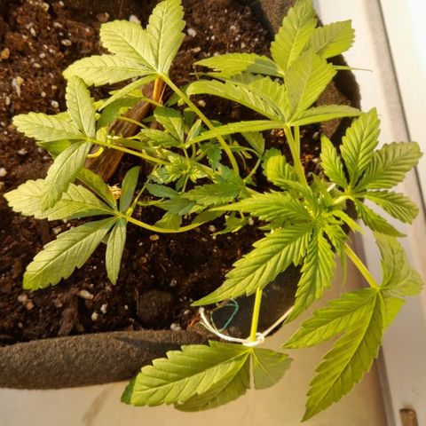 White Widow Auto RQS growlog photo: 8pm