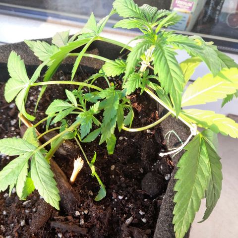 White Widow Auto RQS growlog photo: 8pm
