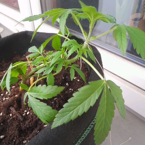 White Widow Auto RQS growlog photo: Morning pix