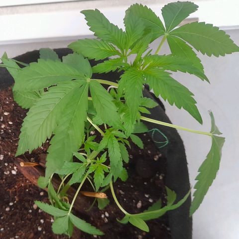 White Widow Auto RQS growlog photo: Morning pix