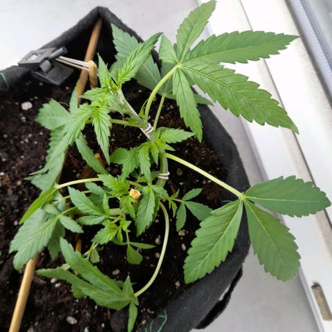 White Widow Auto RQS growlog photo: LST part 2