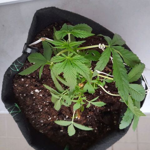 White Widow Auto RQS growlog photo: Evening