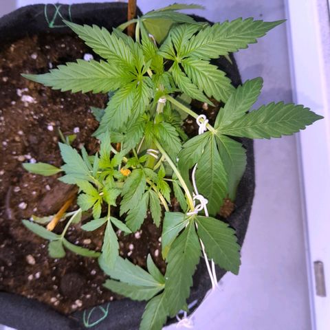 White Widow Auto RQS growlog photo: Night and morning pix. No feed.