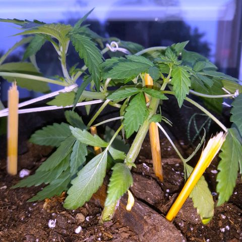 White Widow Auto RQS growlog photo: Night and morning pix. No feed.