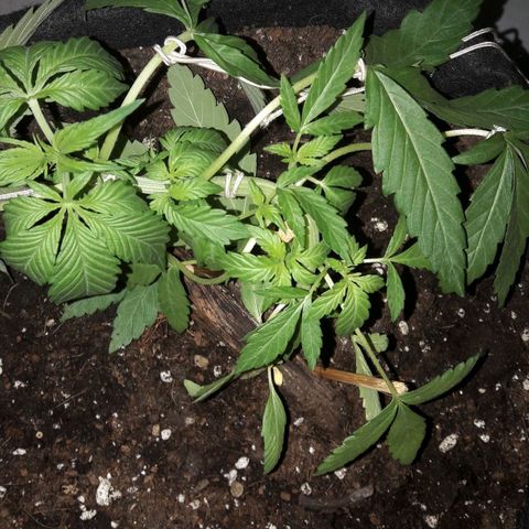 White Widow Auto RQS growlog photo: Night and morning pix. No feed.