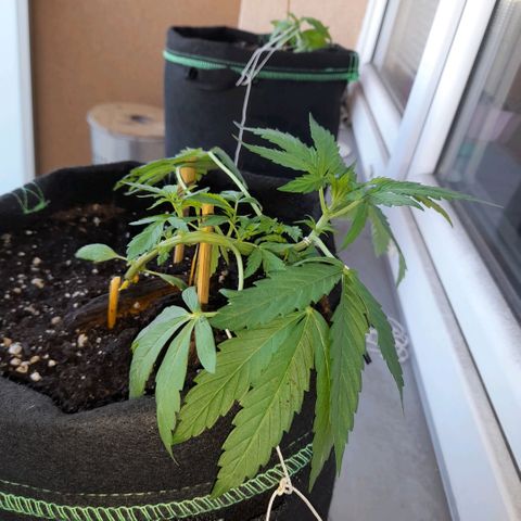 White Widow Auto RQS growlog photo: 8am. Fed. Lst fix.