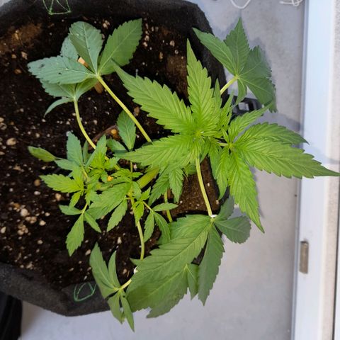 White Widow Auto RQS growlog photo: 8am. Fed. Lst fix.
