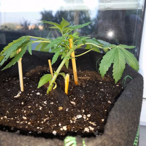White Widow Auto RQS growlog photo: 8am. Fed. Lst fix.