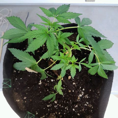 White Widow Auto RQS growlog photo: 2pm soon in direct sunlight 