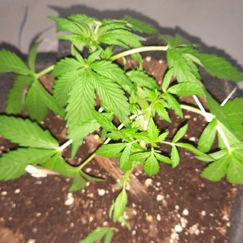 White Widow Auto RQS growlog photo: 9pm