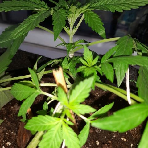 White Widow Auto RQS growlog photo: Morning pix 