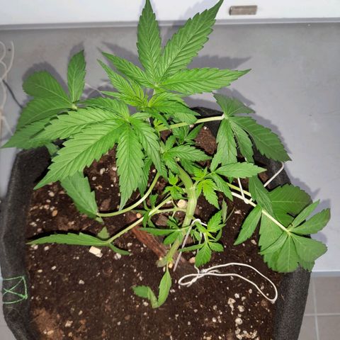 White Widow Auto RQS growlog photo: Morning pix 
