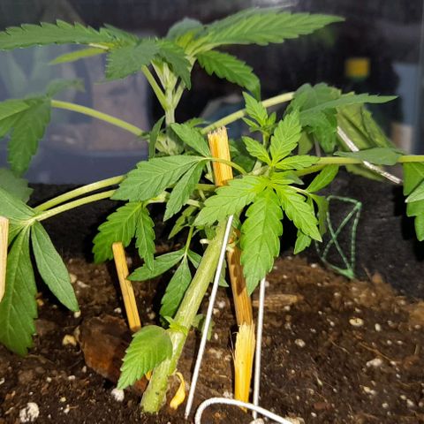 White Widow Auto RQS growlog photo: Morning pix 