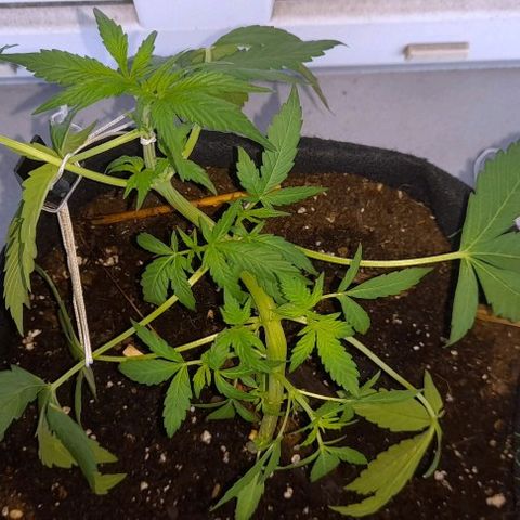 White Widow Auto RQS growlog photo: Morning pix. Fix lst. Fed.