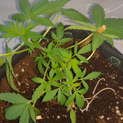 White Widow Auto RQS growlog photo: Morning pix. Fix lst. Fed.