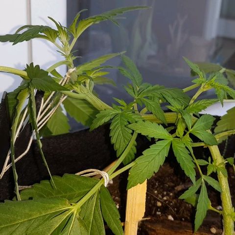 White Widow Auto RQS growlog photo: Morning pix. Fix lst. Fed.