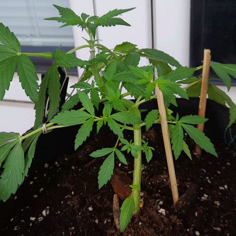 White Widow Auto RQS growlog photo: 11AM cloudy day