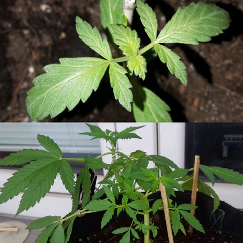 White Widow Auto RQS growlog photo: Day 3 to 30
First month up!
Congratz