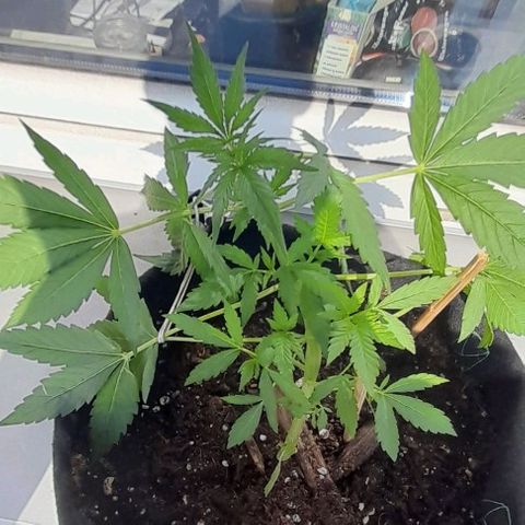 White Widow Auto RQS growlog photo: 4pm, $UNN¥