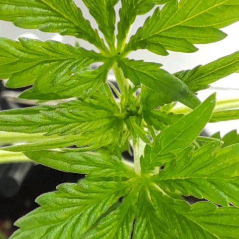 White Widow Auto RQS growlog photo: 4pm, $UNN¥